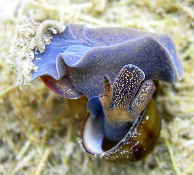 Haemopis sanguisuga